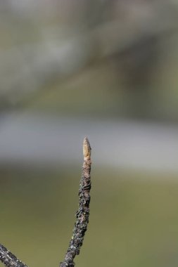 Japon cadı Hazel Zuccariniana dalıyla goncası - Latince adı Hamamelis japonica Zuccariniana