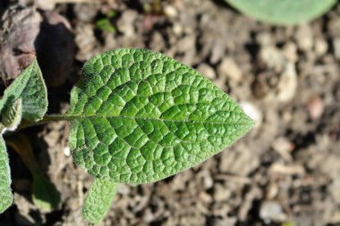 Tüberküloz yaprakları - Latince adı - Symphytum tuberosum