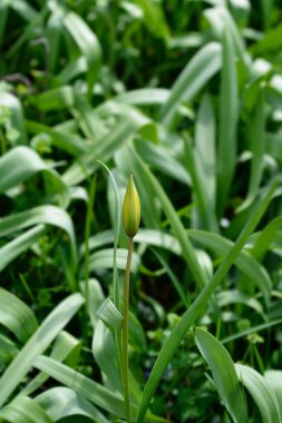 Vahşi Lale çiçeği tomurcuğu - Latince adı - Tulipa Sylvestris