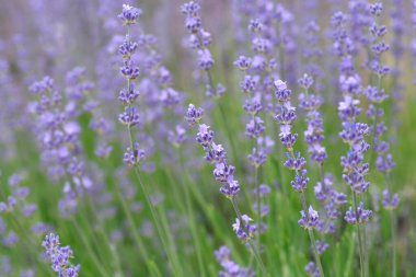 Yayılmış lavanta çiçekleri - Latince adı - Lavandula latifolia