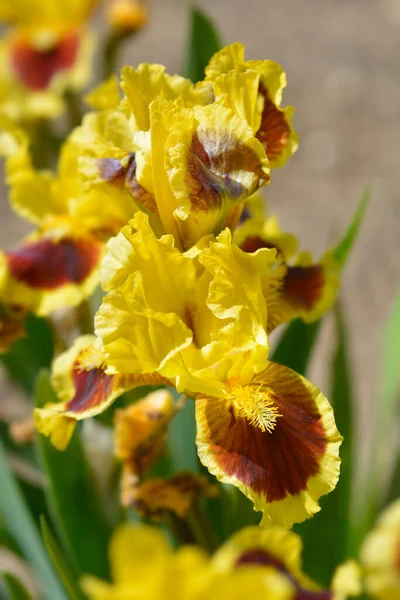 標準的なドワーフひげそりアイリス究極の花 ラテン語名 アイリス究極 — ストック写真