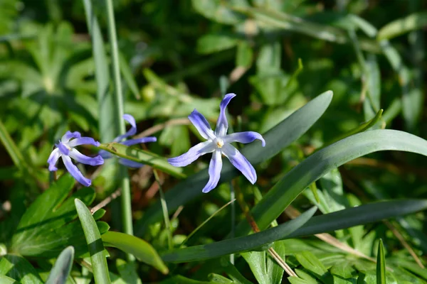 Kar Mavisi Çiçeklerinin Boissiers Zaferi Latince Adı Scilla Luciliae — Stok fotoğraf