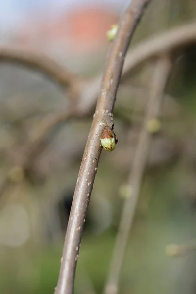 Weeping White Mulberry Branch Buds Latin Name Morus Alba Pendula — Stock Photo, Image