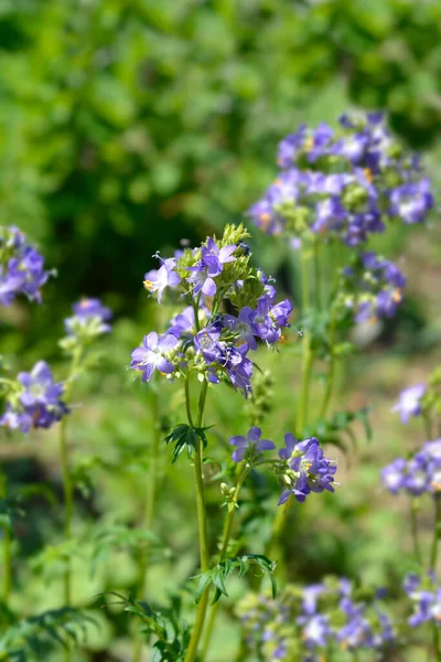 Jakobs Azul Escalera Flores Nombre Latino Polemonium Caeruleum —  Fotos de Stock