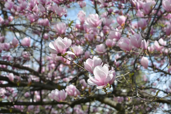 Magnolia Tree Branches Flowers Latin Name Magnolia Soulangeana — Stock Photo, Image