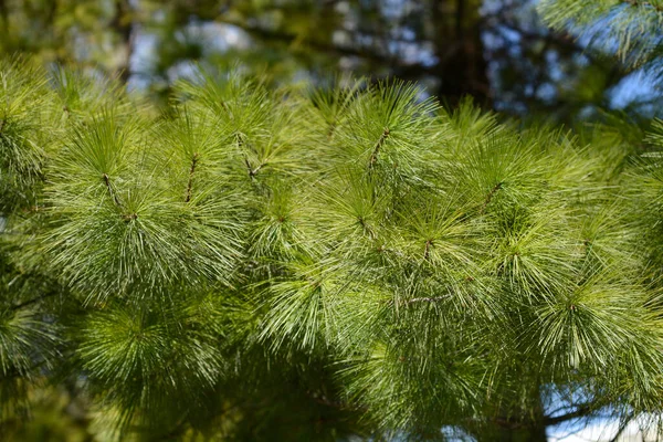 Восточная Ветвь Белой Сосны Латинское Название Pinus Strobus — стоковое фото