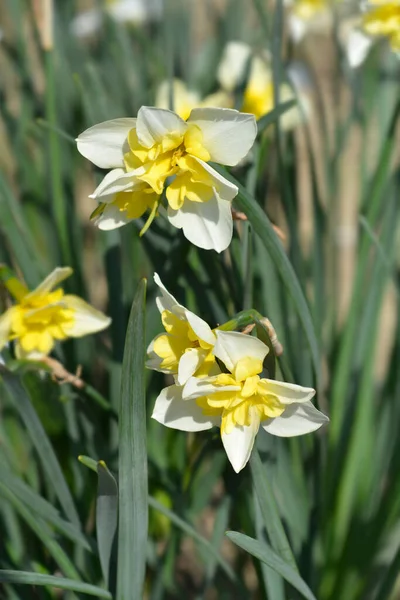 Fjäril Påsklilja Leende Tvillingblommor Latinskt Namn Narcissus Leende Tvilling — Stockfoto
