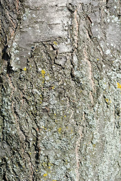 Damson Plum Bark Detail Latin Name Prunus Domestica Ssp Insititia — Stock Photo, Image