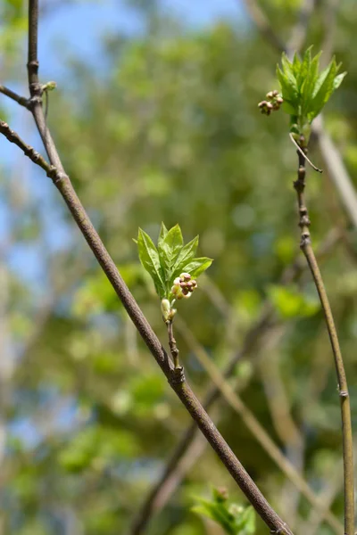 花とヨーロッパのブレードナットの枝 ラテン語名 シュタイプレー ピナータ — ストック写真