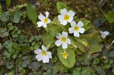 Sık rastlanan çiçek - Latince adı - Primula vulgaris