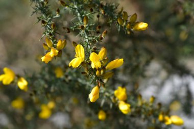 Yaygın gorse çiçekleri - Latince adı - Ulex europaeus