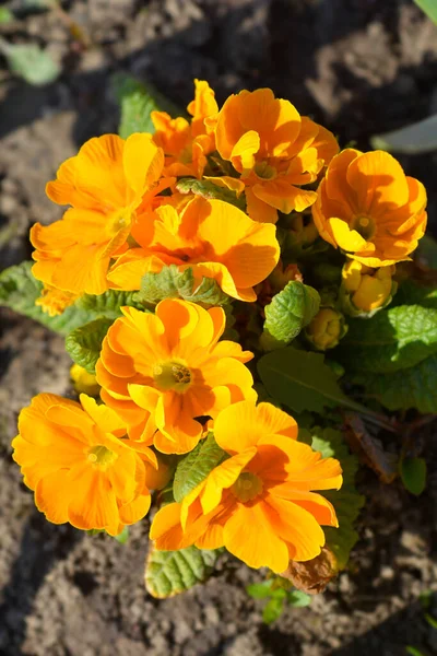 Laranja Prímula Flores Amarelas Nome Latino Primula Vulgaris — Fotografia de Stock