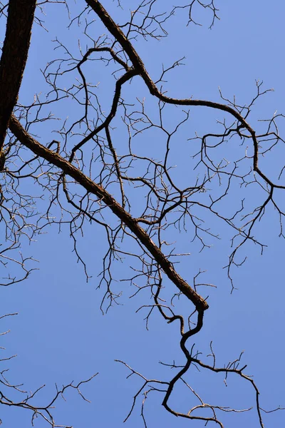 青い空に対する芽を持つ東黒クルミの木の枝 ラテン語名 ユグラン ニングラ — ストック写真