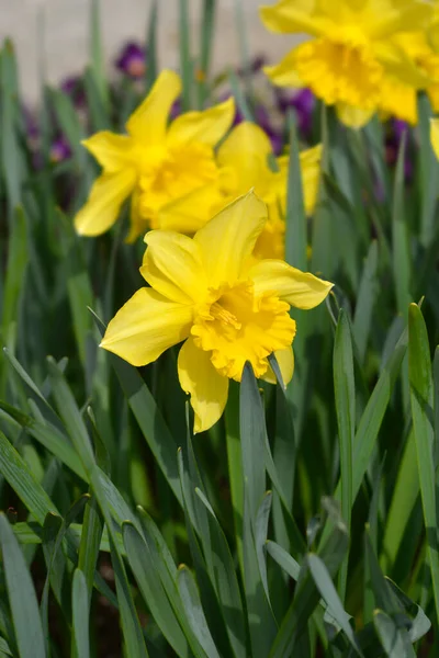 Trumpet Daffodil King Alfred Flowers Латинское Название Narcissus King Alfred — стоковое фото