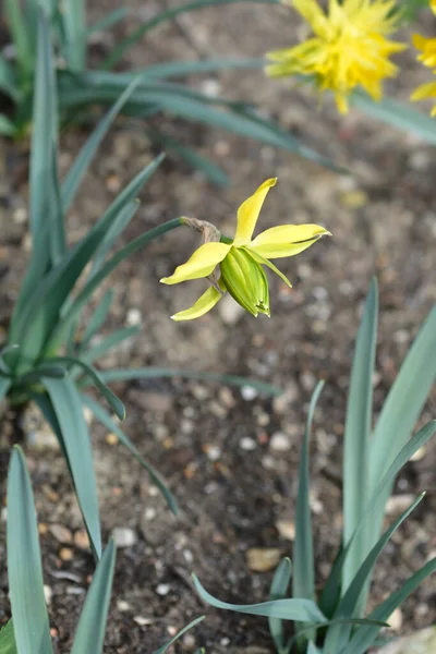 Podwójny Żonkil Rip Van Winkle Kwiat Łacińska Nazwa Narcissus Rip — Zdjęcie stockowe