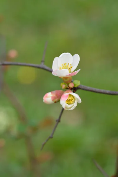 Japonês Floração Marmelo Toyo Nishiki Ramo Com Flores Nome Latino — Fotografia de Stock
