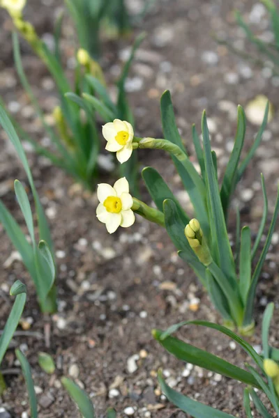 Daffodil Minnow Flowers Latin Name Narcissus Minnow — Stock Photo, Image