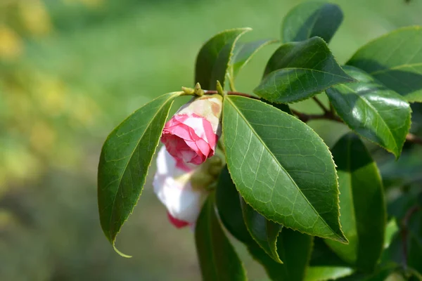 Camellia Branch Flower Latin Name Camellia Japonica — Stock Photo, Image