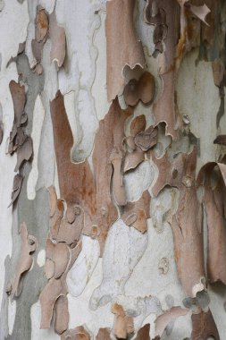 Londra uçak kabuğu detayı - Latince adı Platanus x hispanica (Platanus x acerifolia)