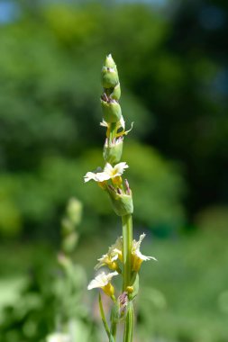 Soluk sarı gözlü çim çiçekleri - Latince adı - Sisyrinchium striatum