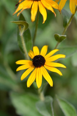 Deams koni çiçekleri - Latince adı - Rudbeckia fulgida var. deamii (Syn. Rudbeckia deamii)
