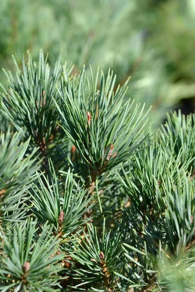 소나무 라틴어 Pinus Sylvestris Watereri — 스톡 사진