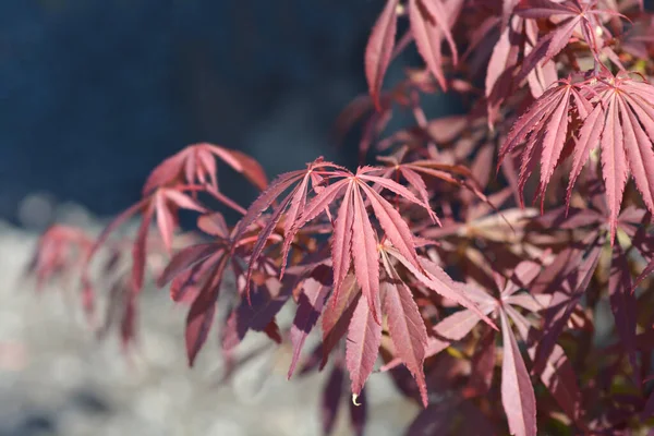 赤葉のメープルブランチ ラテン語名 Acer Palmatum Skeets Broom — ストック写真