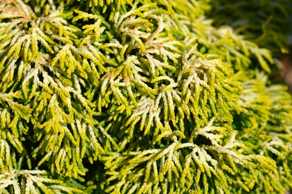 Hinoki Cypress Butterball Branch Latin Name Chamaecyparis Obtusa Butterball — Stock Photo, Image
