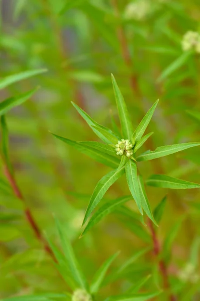 Oriental Penthorum Flower Buds Latin Name Penthorum Chinense — Stok fotoğraf