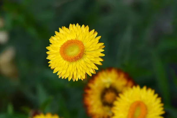 Жовта Солом Яна Квітка Латинська Назва Xerochrysum Bracteatum — стокове фото