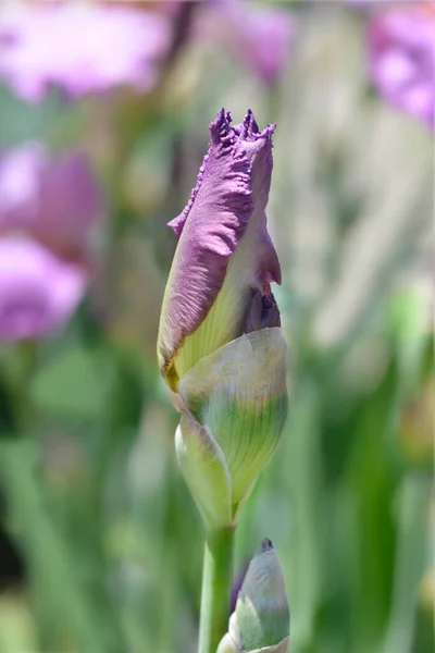 Ψηλός Γενειοφόρος Ίριδας Καυλωμένος Ανθός Lorri Λατινικό Όνομα Iris Barbata — Φωτογραφία Αρχείου