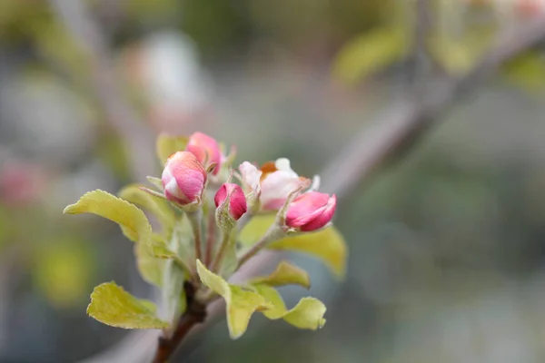 花の芽を持つアイダード枝 ラテン名 Malus Domesticaアイダード — ストック写真