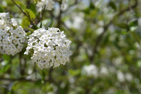 Koreaanse Kruiden Viburnum Witte Bloemen Latijnse Naam Viburnum Carlesii — Stockfoto