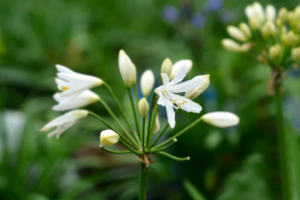 Lirio Africano Flores Blancas Nombre Latino Agapanthus Summer Love White —  Fotos de Stock