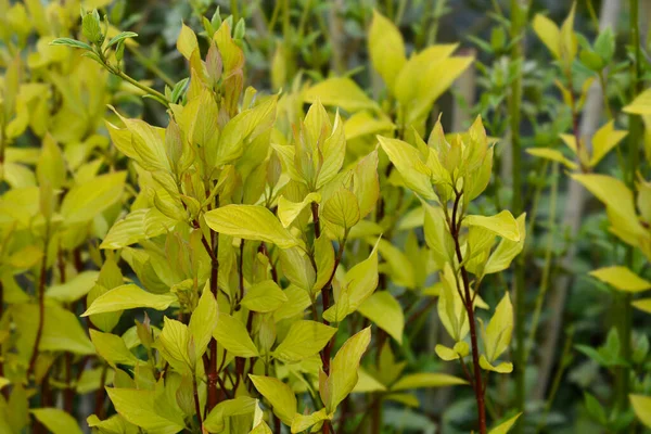 Golden Dogwood Leaves Latin Name Cornus Alba Aurea — Stock Photo, Image