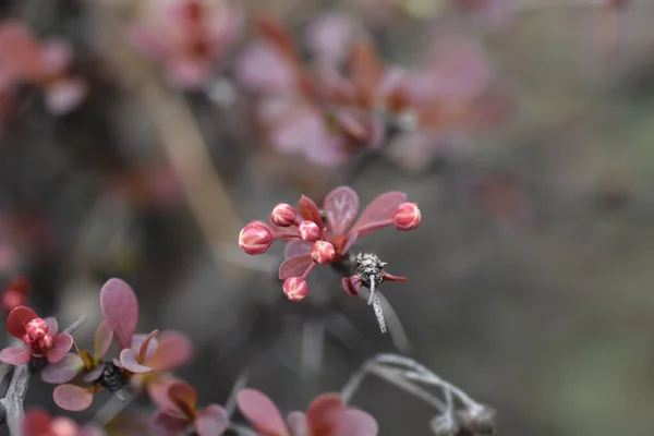 紫色の日本のバーベリーの花の芽 ラテン名 ベルベリス トゥンベルギ — ストック写真