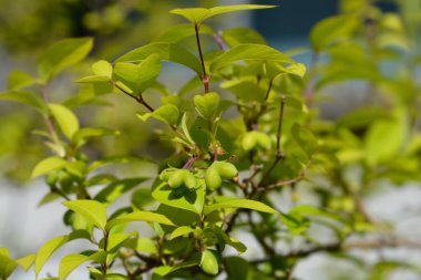 Kış çiçekli olgunlaşmamış meyveli hanımeli dalı- Latince adı - Lonicera parfümü