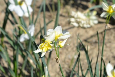 Kelebek nergis gülen ikiz çiçekleri - Latince adı - gülen ikiz