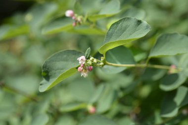 Küçük çiçekli yaygın kar çileği dalı - Latince adı - Symphoricarpos albus