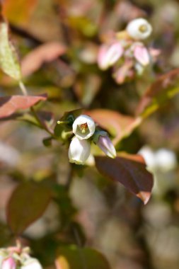 Yabanmersini Brigitta Mavi çiçekleri - Latince adı - Vaccinum corymbosum Brigitta Blue