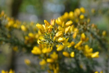 Yaygın gorse çiçekleri - Latince adı - Ulex europaeus