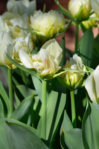 Tulipa Exotic Imperador Flores Nome Latino Tulipa Exotic Imperador — Fotografia de Stock