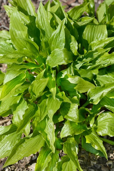 Narrow Leaved Hosta Leaves Nama Latin Hosta Lancifolia — Stok Foto