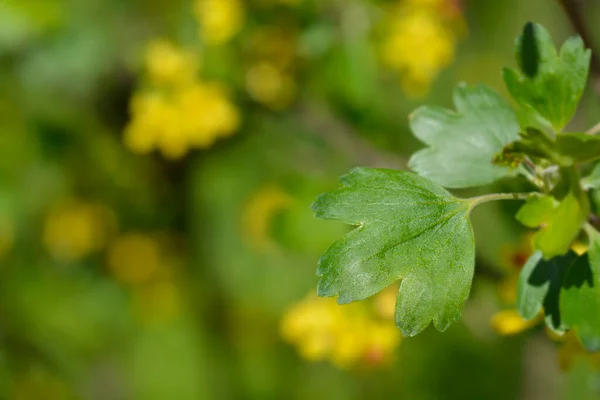 Golden Currant Leaves Latin Name Ribes Aureum — Stock Photo, Image