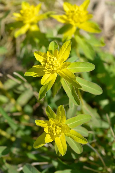 Cushion Spurge Yellow Flowers Latin Name Euphorbia Epithymoides — Stock Photo, Image
