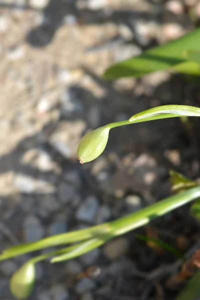 春季雪花未成熟的种子荚 拉丁文名 — 图库照片