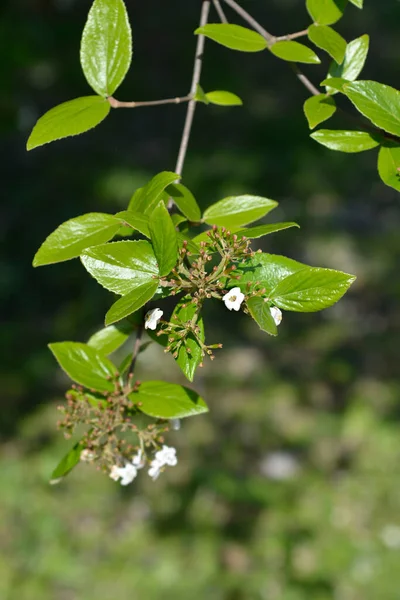Korean Spice Viburnum Branch Latin Name Viburnum Carlesii — Stock Photo, Image