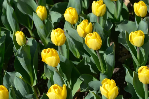 Tulip Strong Gold Латинское Название Tulipa Strong Gold — стоковое фото