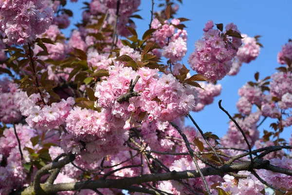 Ιαπωνικό Ανθισμένο Κεράσι Kanzan Κλαδιά Ροζ Λουλούδια Λατινική Ονομασία Prunus — Φωτογραφία Αρχείου