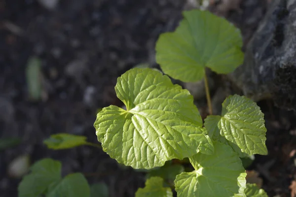 Caucasian Pennycress Leaves Latin Name Pachyphragma Macrophyllum — Stock Photo, Image